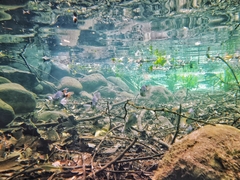 Herichthys carpintis