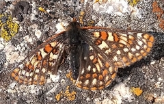 Euphydryas anicia brucei