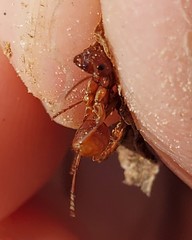 Polyergus mexicanus