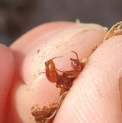 Polyergus mexicanus