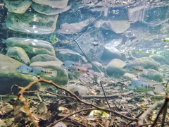 Herichthys carpintis