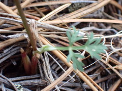 Pseudocymopterus