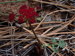 Pseudocymopterus