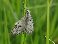 Graphidipus puncticulata