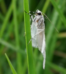 Graphidipus puncticulata