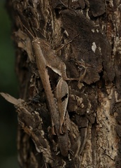 Stenocatantops angustifrons