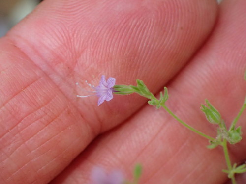 Sticky false gilyflower (Allophyllum glutinosum)