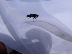 Pterostichus rostratus