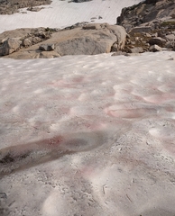 Chlamydomonas nivalis