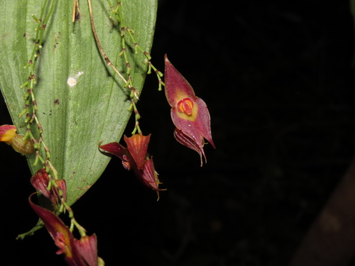 Rhombipetala Orchid