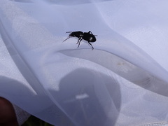 Pterostichus rostratus