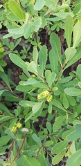 Myrica