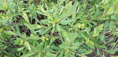 Myrica