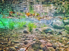 Herichthys carpintis