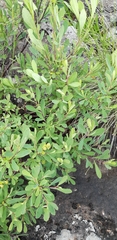 Myrica