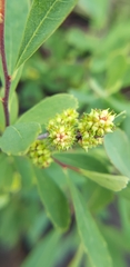 Myrica