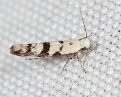 Argyresthia austerella