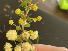 Acacia hubbardiana