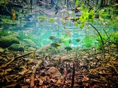 Herichthys carpintis