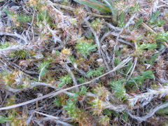 Cardionema ramosissimum