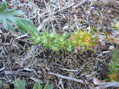 Cardionema ramosissimum