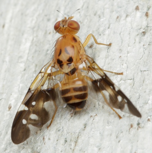 Termitorioxa termitoxena