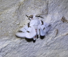 Euerythra trimaculata