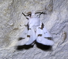 Euerythra trimaculata