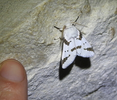 Euerythra trimaculata