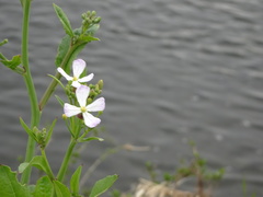 Raphanus sativus raphanistroides