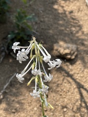 Ipomopsis aggregata candida