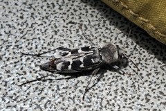 Xylotrechus albonotatus