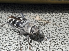 Xylotrechus albonotatus