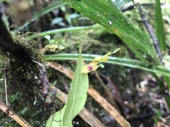 Lepanthes jardinensis