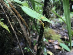Lepanthes jardinensis