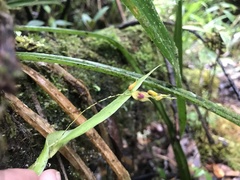 Lepanthes jardinensis