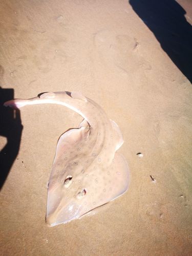 Acroteriobatus annulatus
