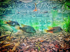 Herichthys carpintis