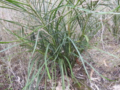 Macrozamia fearnsidei