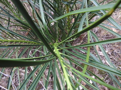Macrozamia fearnsidei