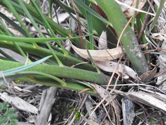 Macrozamia fearnsidei