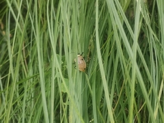 Meristata spilota