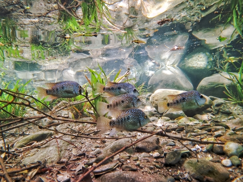 Lowland cichlid (Herichthys carpintis) — Cichlidae