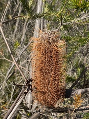 Banksia ericifolia