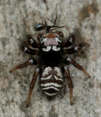 Zenodorus metallescens