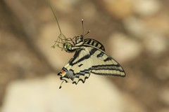 Papilio alexanor