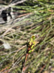 Hibbertia cistiflora