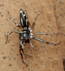 Cosmophasis baehrae