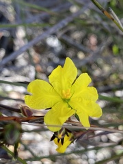 Hibbertia cistiflora