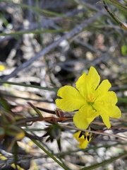 Hibbertia cistiflora
